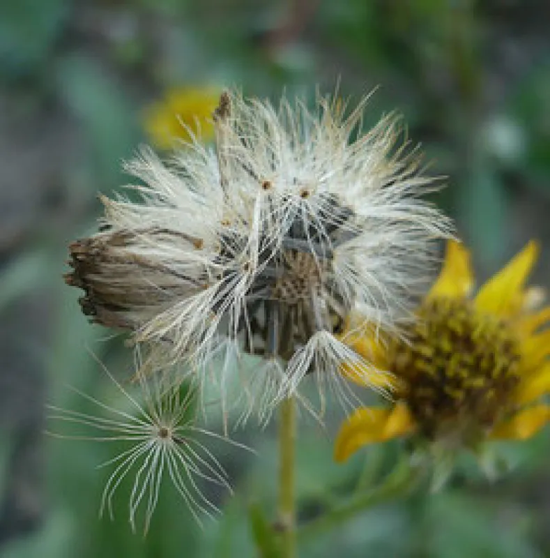 24 &amp; 25 septembre 2024, Formation "Les graines et les semis", Mérinchal (23) Visuel